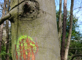 🚧 Entfernung von Baummarkierungen gefährdet die Verkehrssicherheit! 🌳